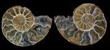Bulk: Jurassic Cut/Polished Ammonites - Pack #52819-2